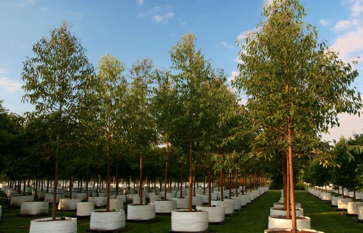 Karignan Plantation - Industry leader - giving trees the space they need to thrive