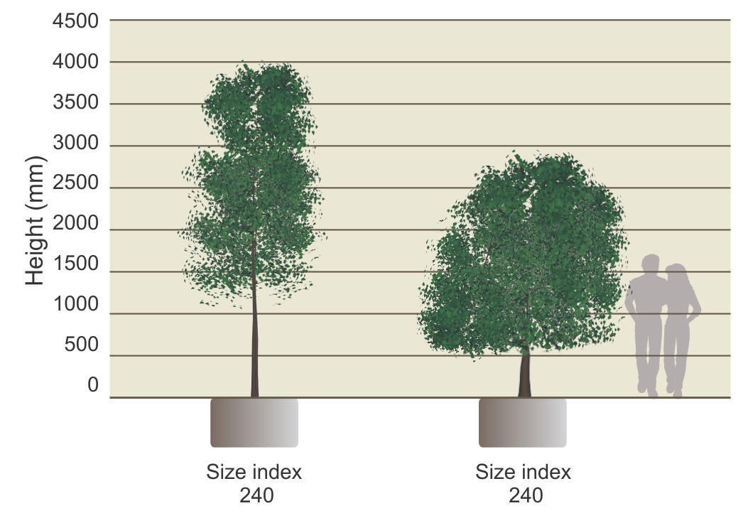 tree size